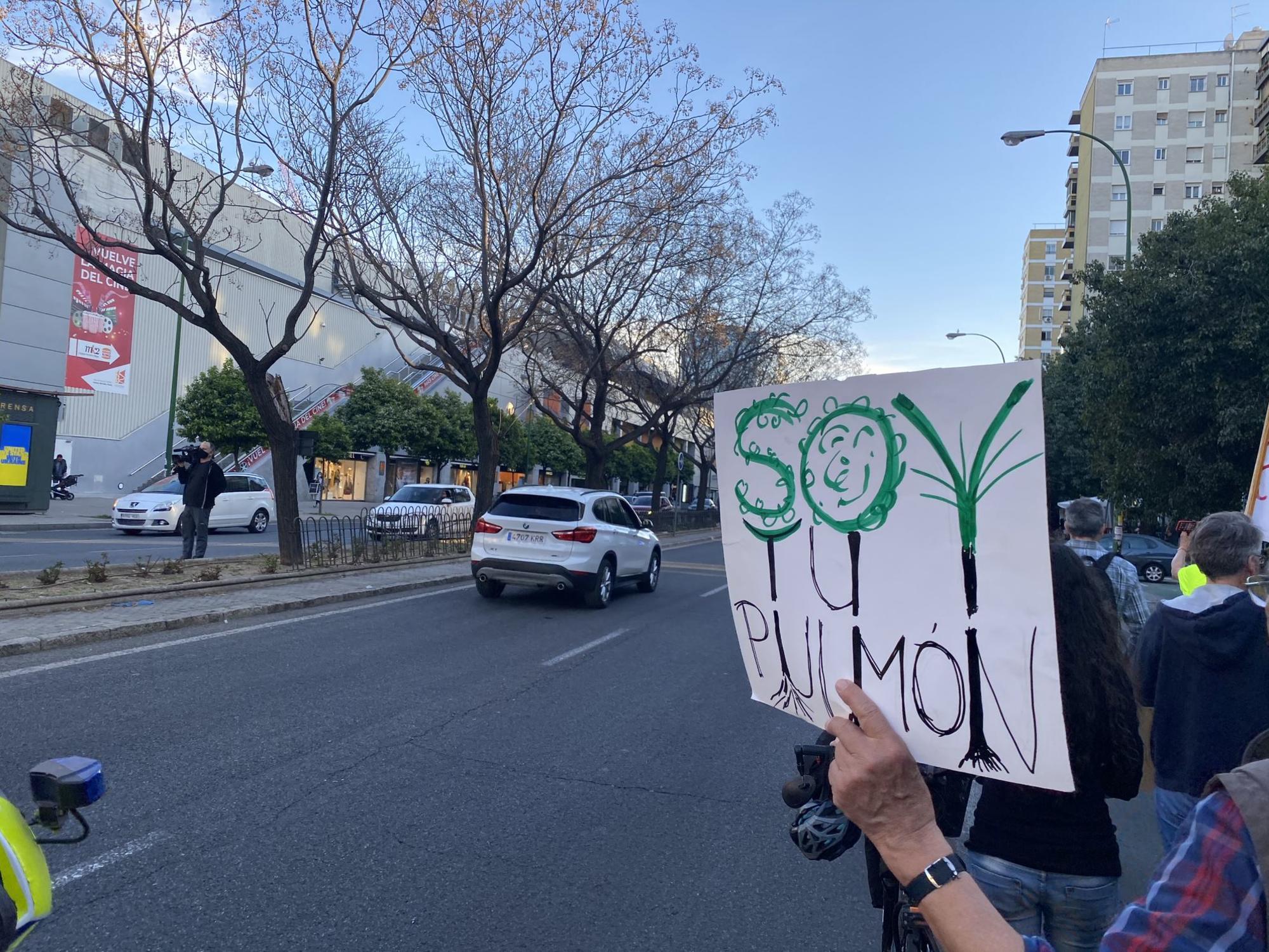 Ecologia Sevilla arboles1